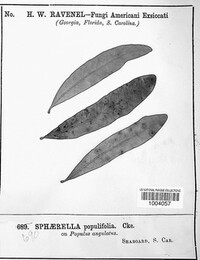 Sphaerella populifolia image